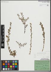 Foto von Salix repens subsp. repens L.